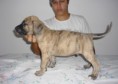 /album/galeria-de-fotos-ninhada-c1-scooby-doo-x-cheetara-de-la-fogueira-/a3-macho-tigrado-jpg1/